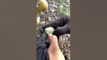 Longan fruit extremely swee #video