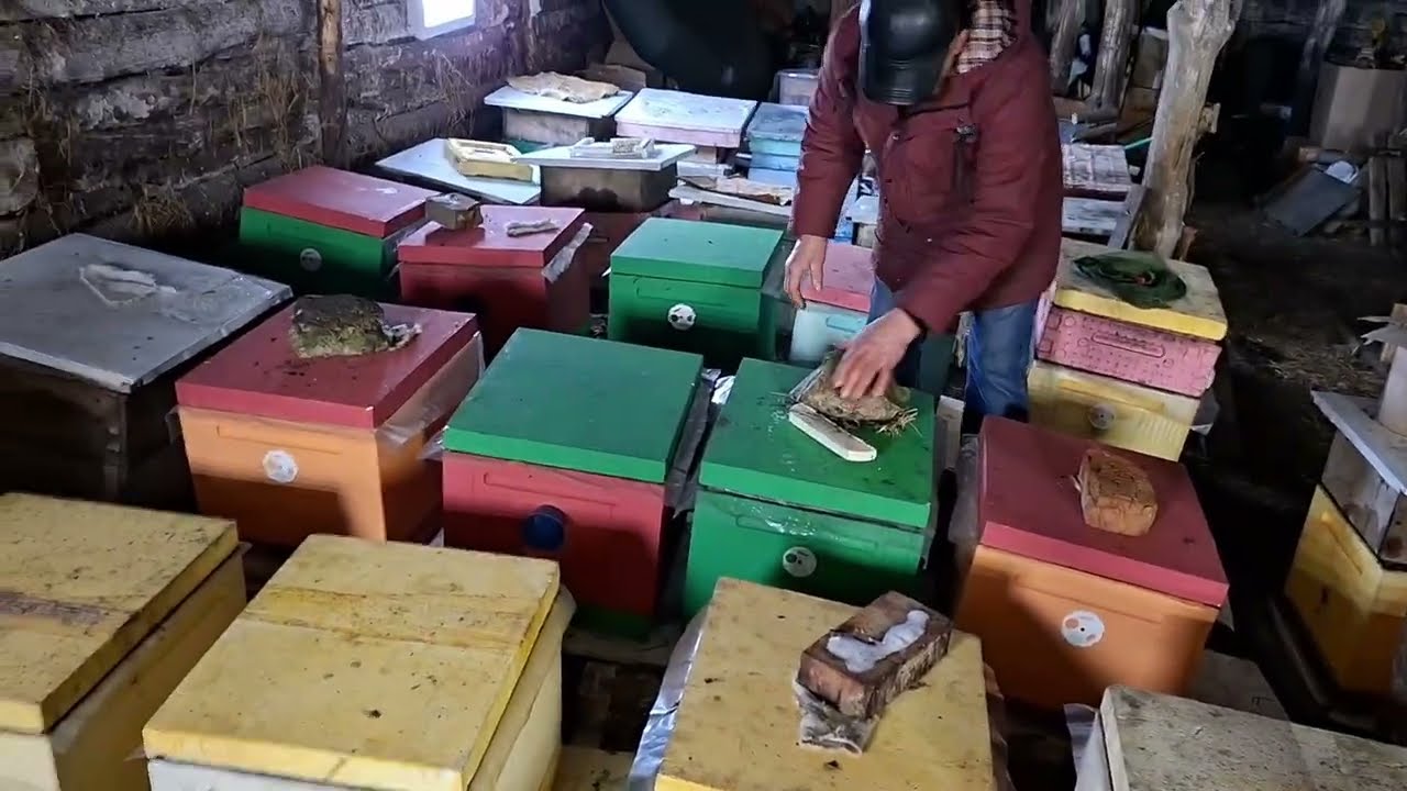 Последняя ревизия пчёл, перед выставкой из зимовника. 15 февраля 2026 года.