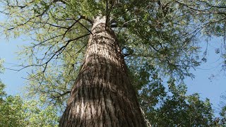 PBS Show - Famous Park Trees, Caddo Lake & Collegiate Camper