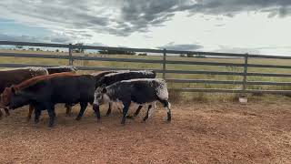 Desraye heifers screenshot 4