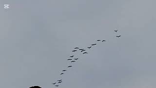 картинка: Журавли Летят