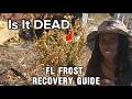 Florida Freeze Recovery: 5 Things I'm Doing Right Now to Rebuild My Garden 