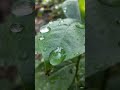 Rain droplets over the green leaf 🍃 soothern the mother earth 🌎❤️. #etheral #reflection #peacelover.