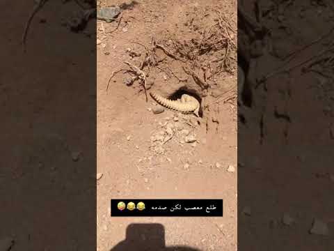 ضب محمية الضبان