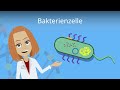 Bakterienzelle -  Aufbau & Funktion einfach erklärt | Studyflix