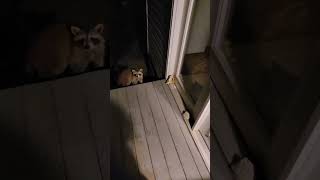 Raccoon asks for more with cat staring through window #raccoon #cat #night #wildlife #buymeacoffee