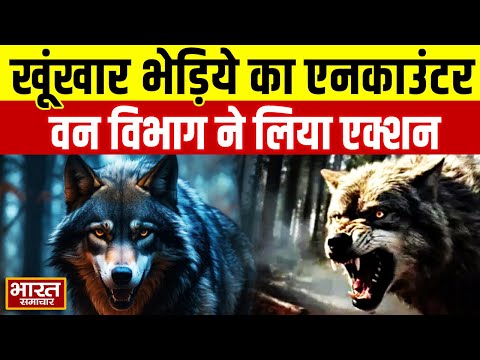 Wolf Encounter | वन विभाग ने किया खूंखार आदमखोर भेड़िये का एनकाउंटर | UP News | Bahraich