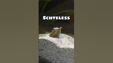 my hungry softshell turtle