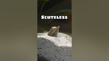 my hungry softshell turtle