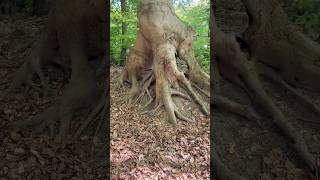Starke Wurzeln: Das Fundament des Waldes 🌳💪 #subscribe #shorts