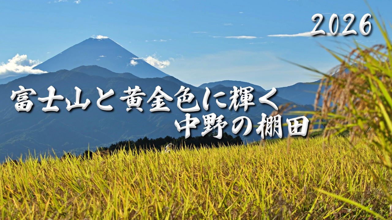 日本の風景】5月の田植えから黄金色の稲穂へ。台風一過の翌日、奇跡的