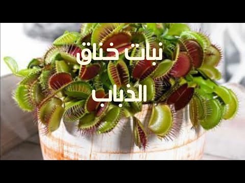 فيديو: هل يجب علي إعادة زراعة مصيدة ذبابة الزهرة؟