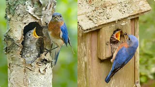 Bluebirds Nesting &quot;Outside the Box&quot;