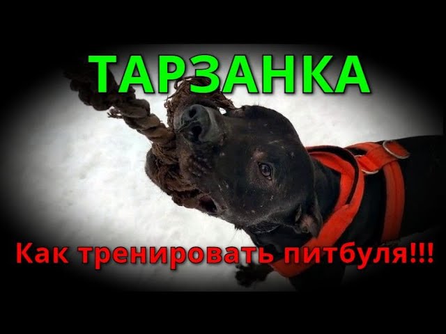 силовая тренировка для собак