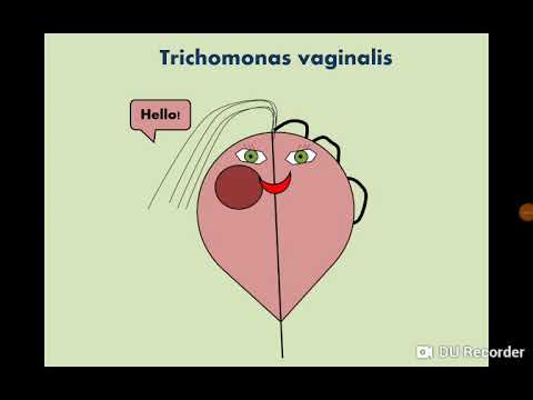 Trichomonas vaginalis (Urogenital flagellate) التهاب المشعرات المهبلي