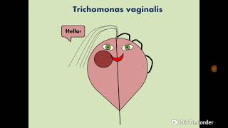 Trichomonas Lis Urogenital Flagellate التهاب المشعرات المهبلي
