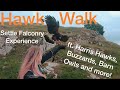 Settle Falconry Hawk Walk - Half Day Experience - GoPro Hero 7 Black - 4K - Slow Mo