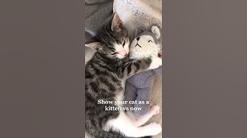 Cute Cat Sleeps with its Toy - Funny Cat Videos 🐾