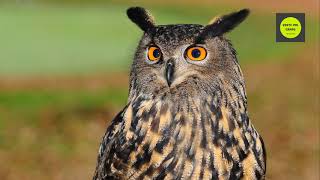 Canto de Aves rapaces nocturnas de la Península Ibérica 🦉 Vente Pal campo