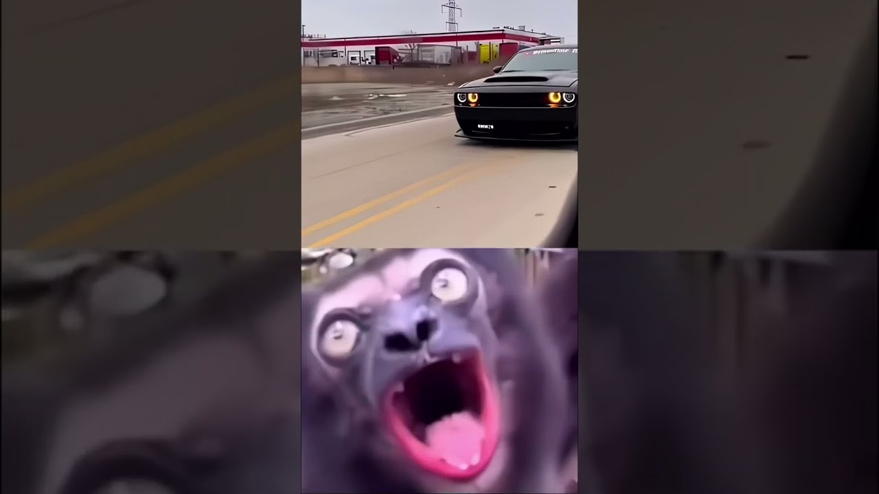 Dodge Challenger Hellcat Whine Sounds Like A Wild Animal Dodgecars Dodgechallenger Srt