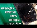 Жүзүмдү кандай кылып тиксе жакшы?