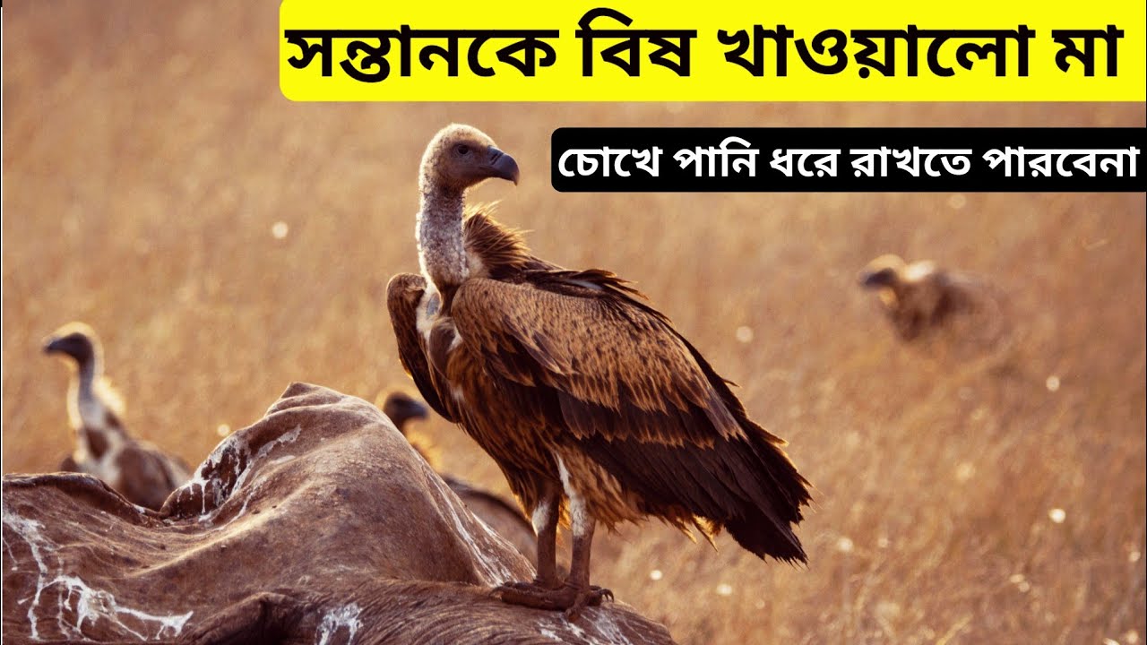 শকুন দের জিবন why vultures disappeared from Bangladesh-life vulture