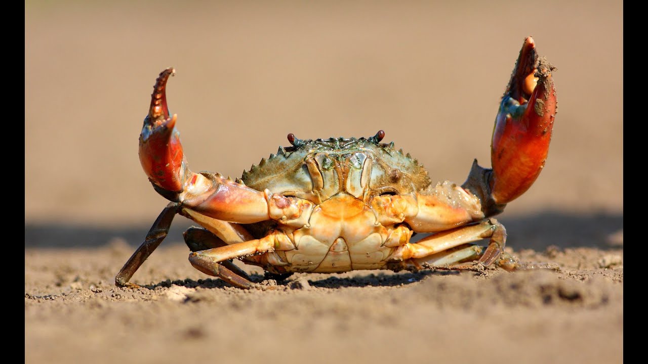Aquatic Animals In Gujarati 