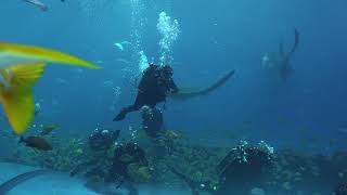 Atlana Ga Aquarium Experience A Rebreather With Whale Sharks