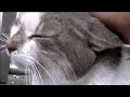 猫が助けてと来た!ついに猫が心を開いてくれる時 ♯3 嬉しかった~