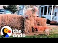 Can This Couple Win Hide And Seek Against Their Golden Retriever? | The Dodo