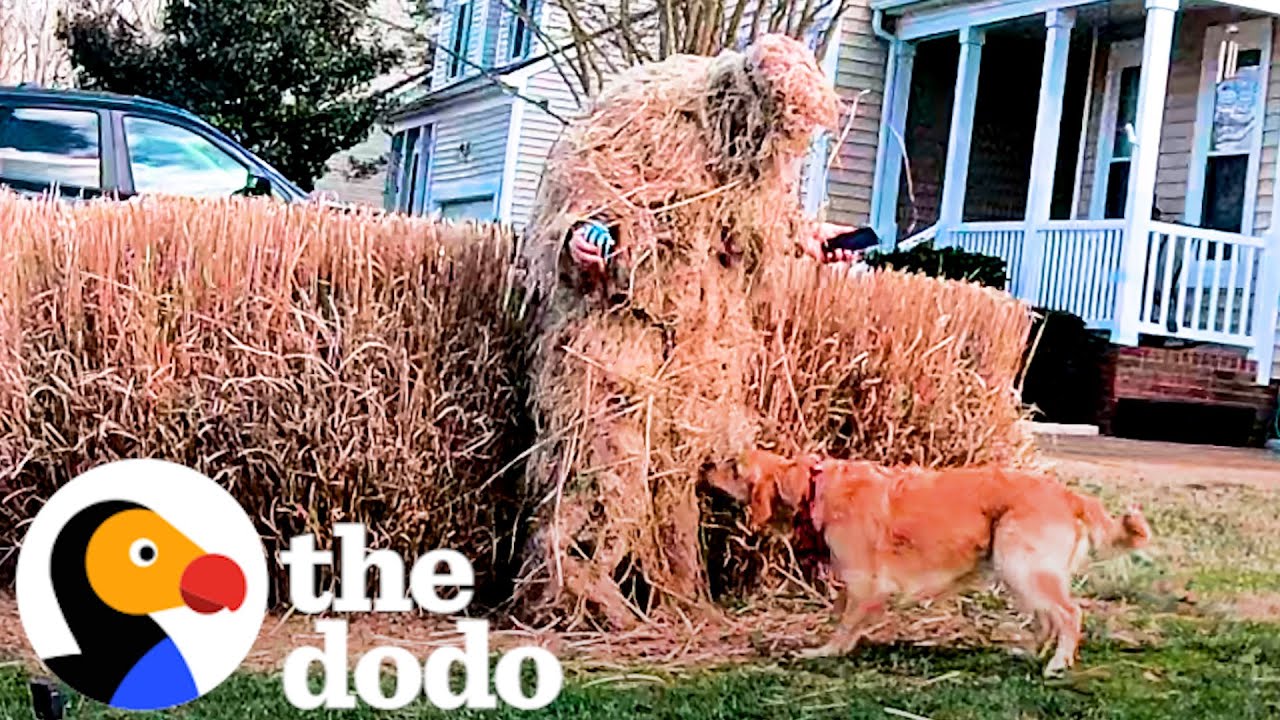 Can This Couple Win Hide And Seek Against Their Golden Retriever - The Dodo