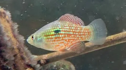 Video 2789671: siamese algae, siamese eating, american