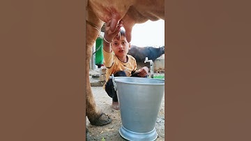 Thumbnail of choti choti gaiya ttfgghv #love #song #funny