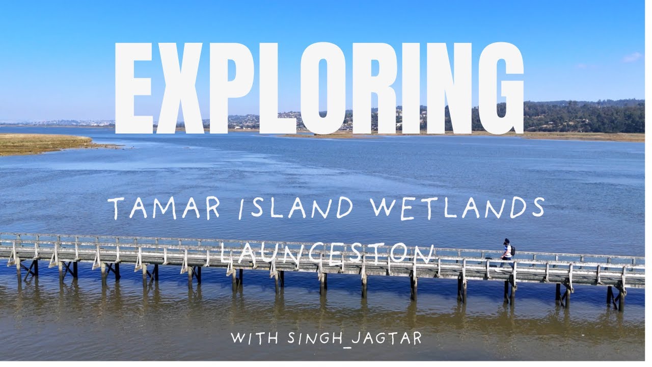 Hidden Gem in Launceston! 🌿 Exploring the Magic of West Tamar Wetlands | Nature & Wildlife
