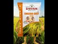 Shivam Seeds SWARNA GOLD 3335 | स्वर्णा गोल्ड 3335 हाइब्रिड धान 🌾