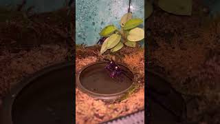 Geosesarma Dennerle - Vampire Purple Crab