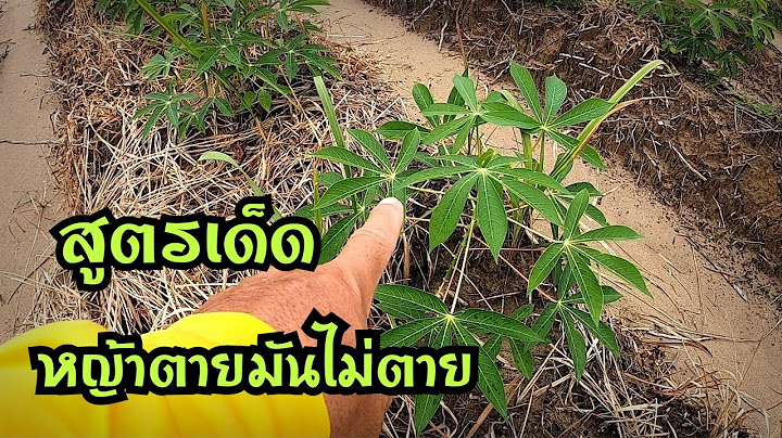 ฉีดยังไงให้หญ้าตาย ต้นมันไม่ตาย ไม่เหลือง ไม่แพ้มัน