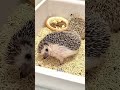 ハリネズミのお母さんは、赤ちゃんを産むときに針で傷つかないのですか？