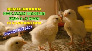 How to Care for 1 to 3-Day-Old Broiler Chicks
