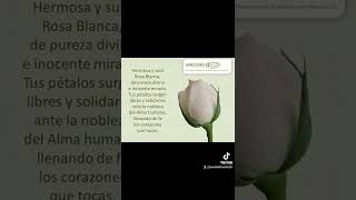 Hermosa y sutil Rosa Blanca.