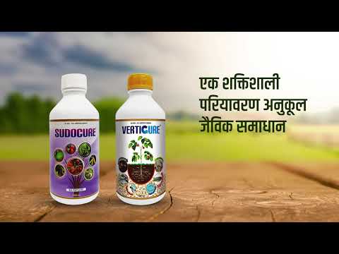 Nematodes control by verticure and sudocure #cefone - video from Cefone Microbial Technology