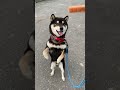 黒柴　#柴犬#犬#黒柴#おやつ