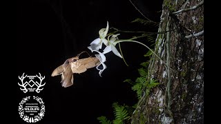 Chasing Ghosts | bioGraphic