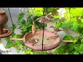 Simple Bird Feeder Homemade | How To Make A Bird Food And Water Feeder