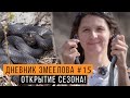 ОТКРЫТИЕ сезона! Первые ГАДЮКИ и ЯЩЕРИЦЫ — Дневник змеелова #15 / Змеелов - ученый