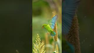 VERNAL HANGING PARROT #wildlifephotography#viralshorts#trendingshorts#viral