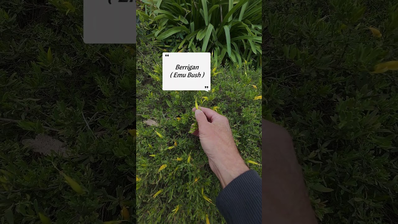 Emu Bush Aboriginal Bush Medicine