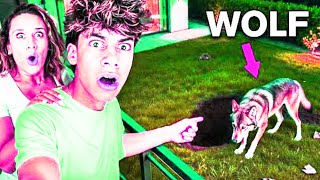 The Royalty Family | A Vicious Wolf Destroyed Our Backyard 😫
