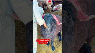 بیاید در افغانستان قربانی کنید !