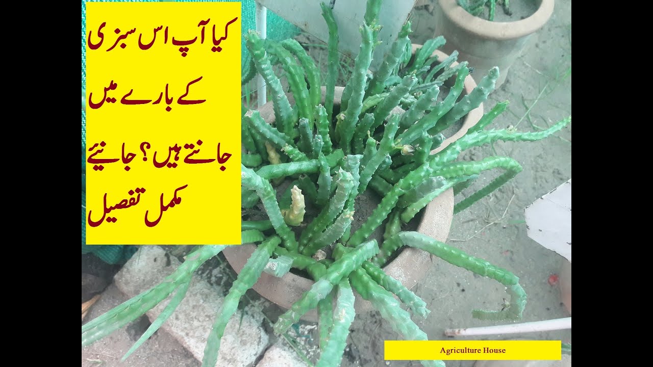 Caralluma tuberculata complete guide/ Caralluma growing/ Chung ki Subzi/ How to grow Caralluma